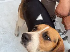 Il beagle in cerca di famiglia