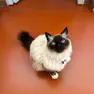 Il gatto Felix