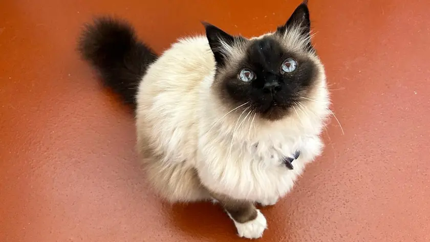 Il gatto Felix
