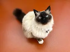 Il gatto Felix