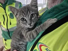 Il gattino salvato