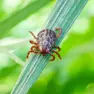 Clima mite e ninfe invisibili moltiplicano i rischi durante le passeggiate