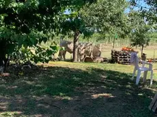 Alcuni tori avvistati a Rivignano Teor