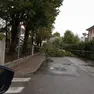 I rami caduti a Noventa di Piave