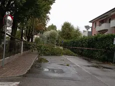 I rami caduti a Noventa di Piave