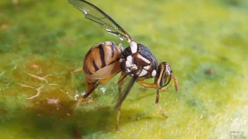 Mosca orientale della frutta, primo focolaio in Veneto