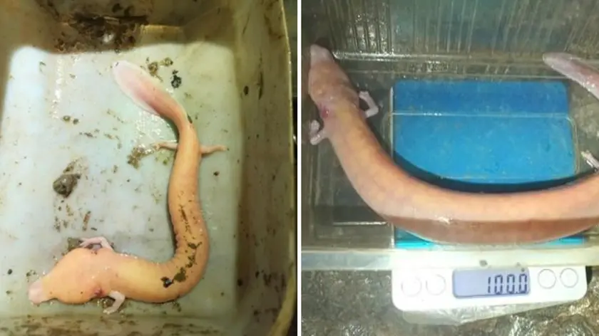 A sinistra il proteo gigante del Carso, a destra il nuovo proteo gigante di lignaggio sloveno