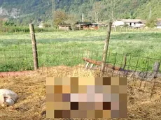 Alcuni capi predati nell’allevamento di Agana