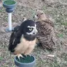 I rapaci esposti al parco