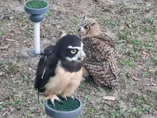 I rapaci esposti al parco