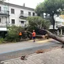 L'albero caduto su un negozio a Jesolo a causa del maltempo
