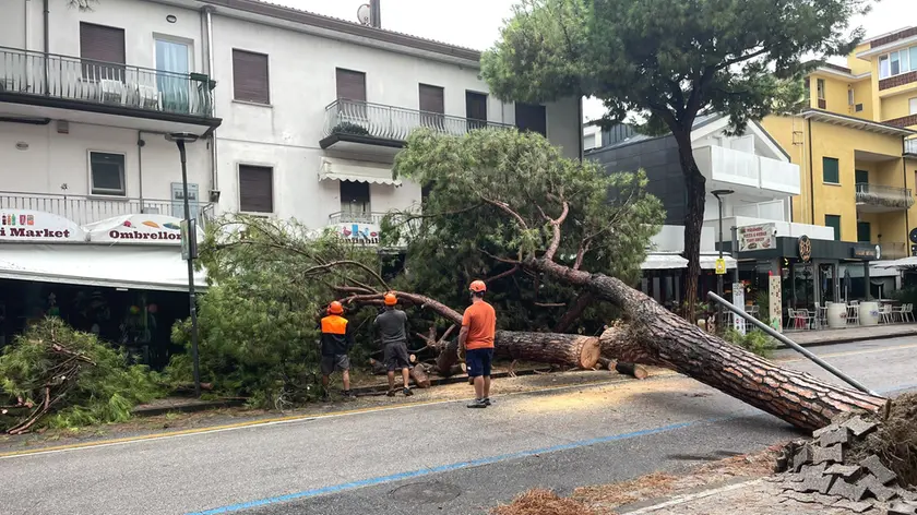 L'albero caduto su un negozio a Jesolo a causa del maltempo