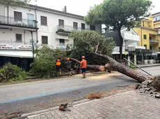 L'albero caduto su un negozio a Jesolo a causa del maltempo