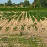 Campi bruciati dal caldo