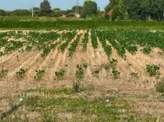 Campi bruciati dal caldo