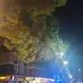 Il pino pericolante a Bibione