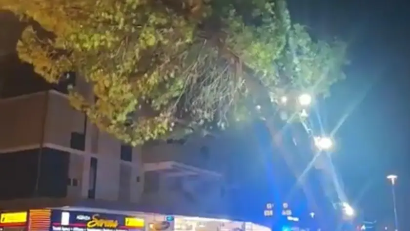 Il pino pericolante a Bibione