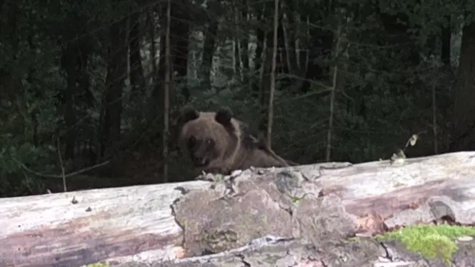 L’orso fotografato da Buttignon