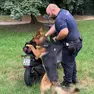 Il cane Hadesz alla ricerca di droga assieme a Thomas Artuso, il suo conduttore
