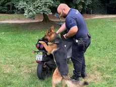 Il cane Hadesz alla ricerca di droga assieme a Thomas Artuso, il suo conduttore