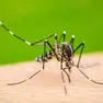 Caso di Dengue a Marghera