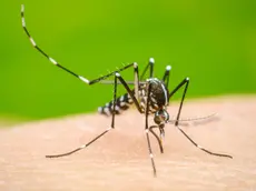 Caso di Dengue a Marghera