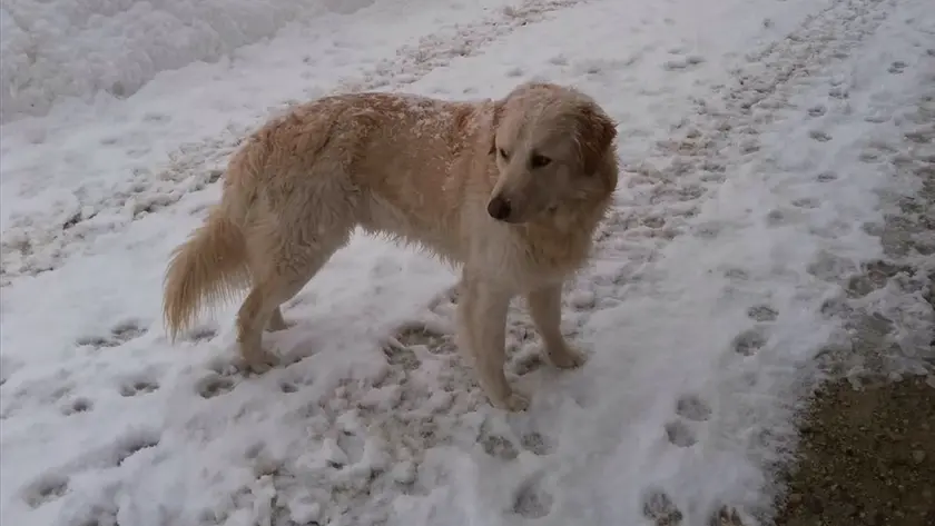 Il cane Fiocco, ucciso dai lupi