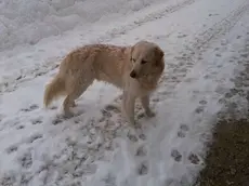 Il cane Fiocco, ucciso dai lupi