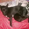 Pepe, il cane attaccato dai lupi