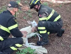 Il salvataggio del capriolo albino