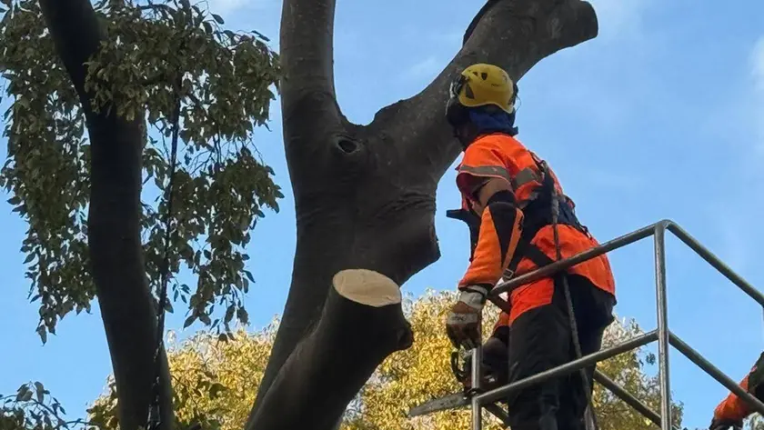 L'albero durante l'abbattimento