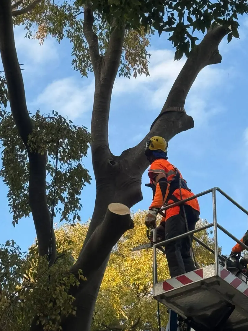 L'albero durante l'abbattimento