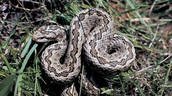 Una vipera si riscalda al sole