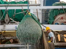 Al lavoro su un peschereccio al largo di Chioggia