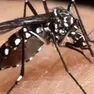 La zanzara è il vettore della Dengue