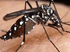 La zanzara è il vettore della Dengue