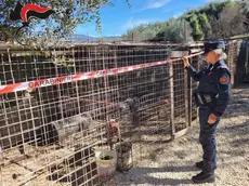 L'operazione dei carabinieri contro il maltrattamento dei cani