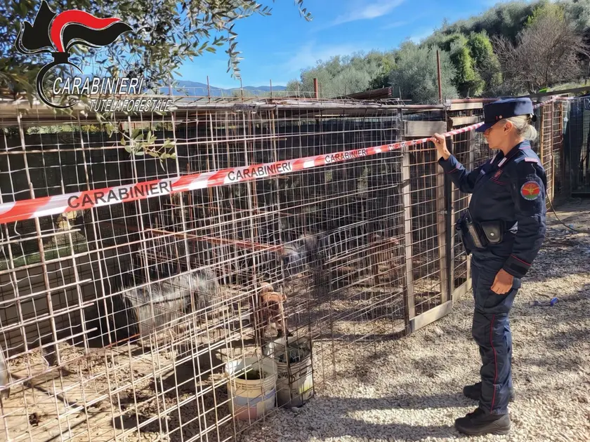 L'operazione dei carabinieri contro il maltrattamento dei cani