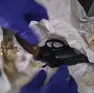 La pistola trovata dai carabinieri (foto carabinieri)