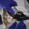 Venezia, sparatoria per la droga all’Arsenale: arrestato un 44enne con pistola e cocaina
