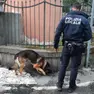 Cocaina, in dieci anni dosi raddoppiate e purezza al 75%: metà dei sequestri del Nordest è a Venezia
