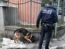 Cocaina, in dieci anni dosi raddoppiate e purezza al 75%: metà dei sequestri del Nordest è a Venezia