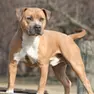 Un cane di razza Amstaff