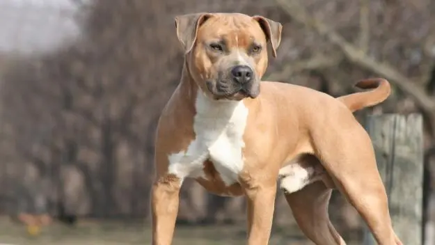 Un cane di razza Amstaff