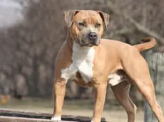 Un cane di razza Amstaff