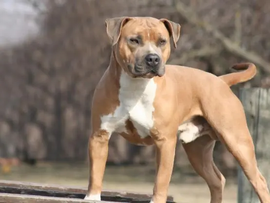 Un cane di razza Amstaff
