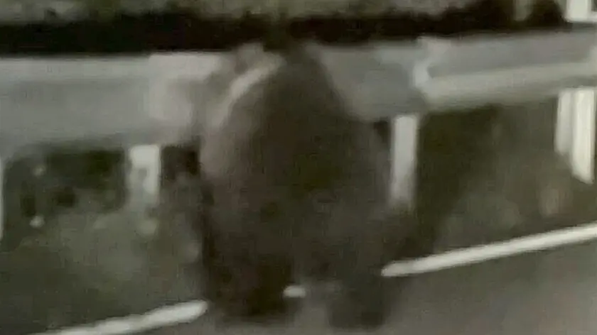 Un frame dell'orso avvistato
