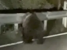 Un frame dell'orso avvistato
