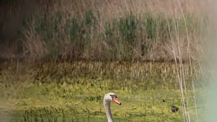 Foto Agenzia Candussi/ Chiarin/ Mestre, Parco San Giuliano/ Famiglia di cigni