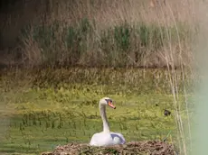 Foto Agenzia Candussi/ Chiarin/ Mestre, Parco San Giuliano/ Famiglia di cigni